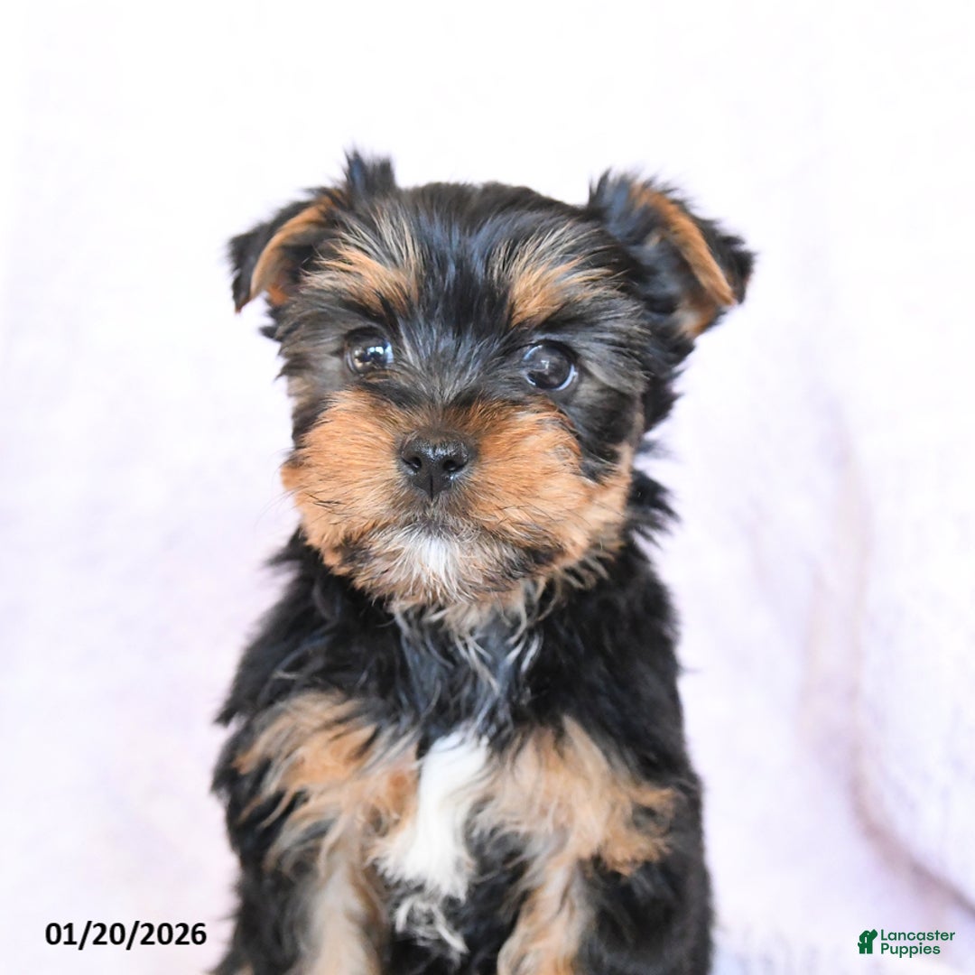 Yorkshire Terrier dogs for sale: Oakley - Ad 2