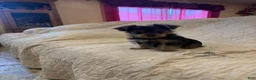 Yorkshire Terrier dogs for sale: Boy  - Ad 3