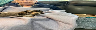 Dachshund 3