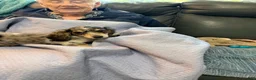 Dachshund dogs for sale: Dachshund 3 - Ad 1