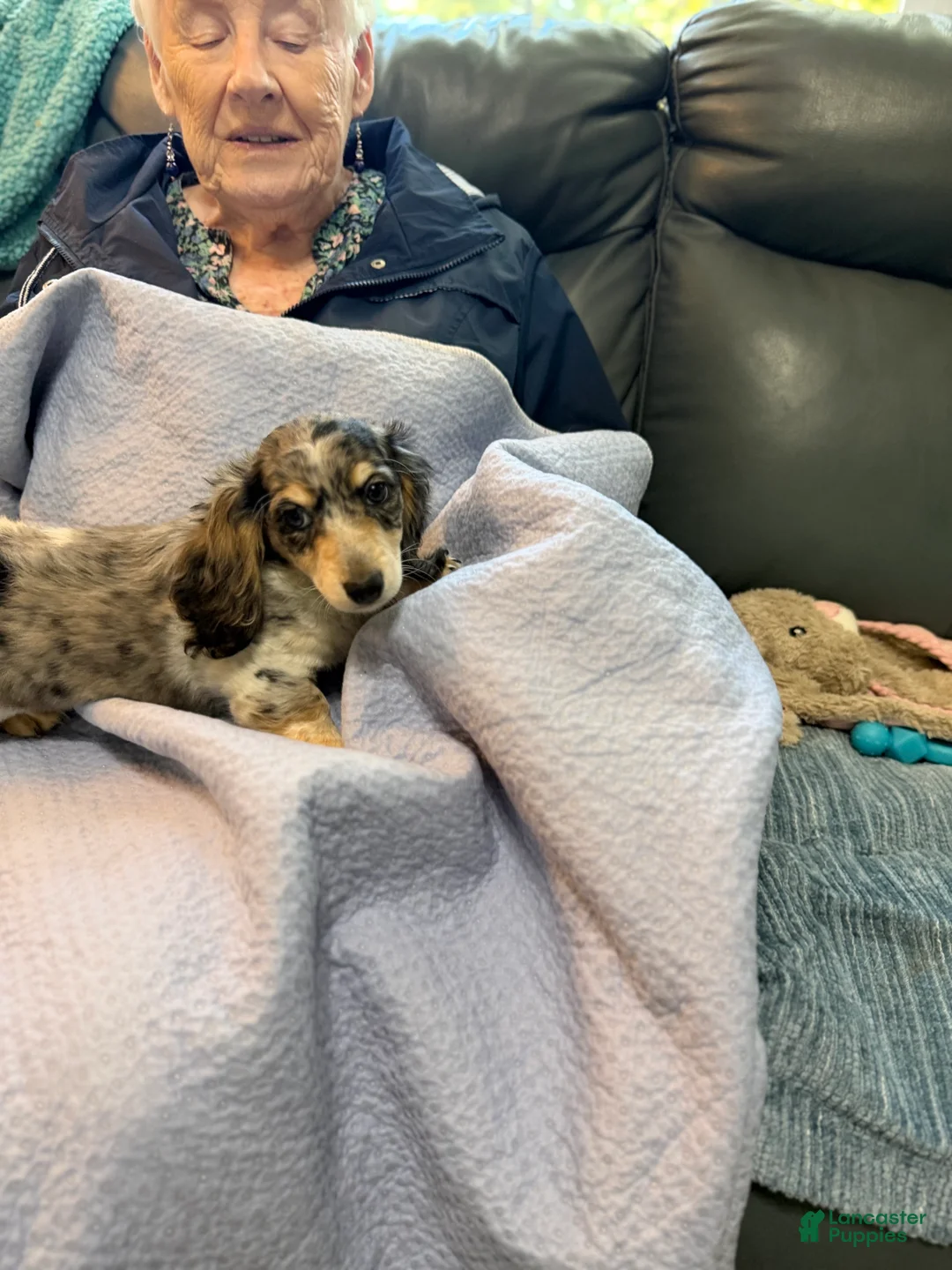 Dachshund dogs for sale: Dachshund 3 - Ad 1