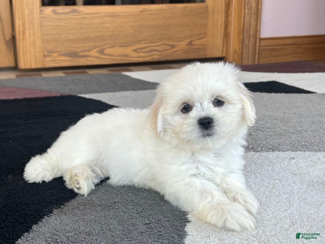 Lhasa Apso dogs for sale: Princess - Ad 3