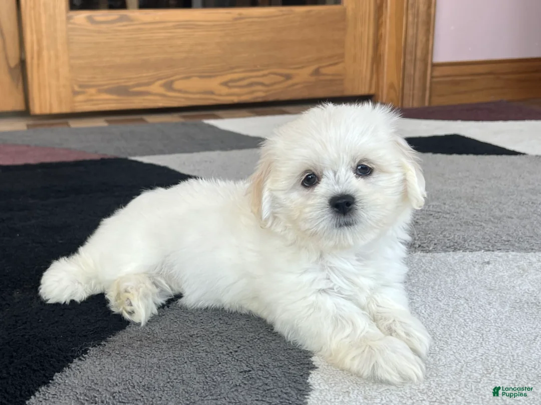 Lhasa Apso dogs for sale: Princess - Ad 3