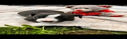 American Pit Bull Terrier dogs for sale: American Pit Bull Terrier 3 - Ad 9