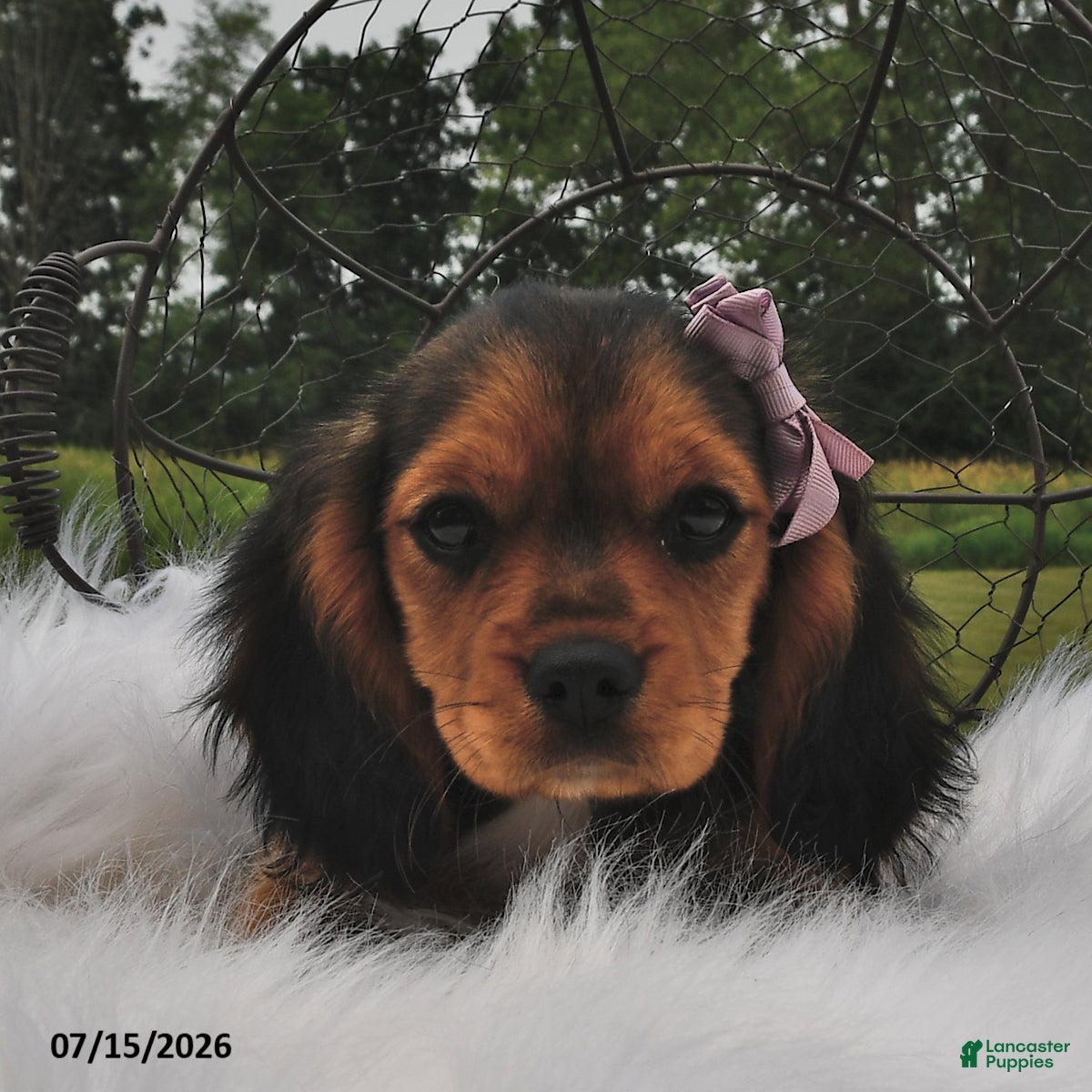 Beaglier dogs Cali  - Ad 2