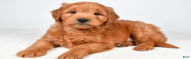 Bo