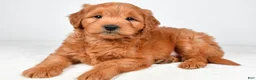 Mini Goldendoodle dogs for sale: Bo - Ad 1