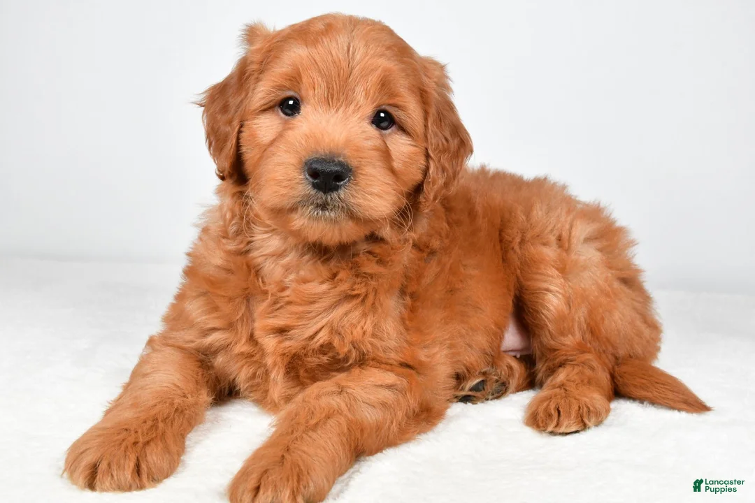 Mini Goldendoodle dogs for sale: Bo - Ad 1