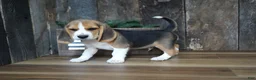 Beagle dogs for sale: Brett - Ad 1