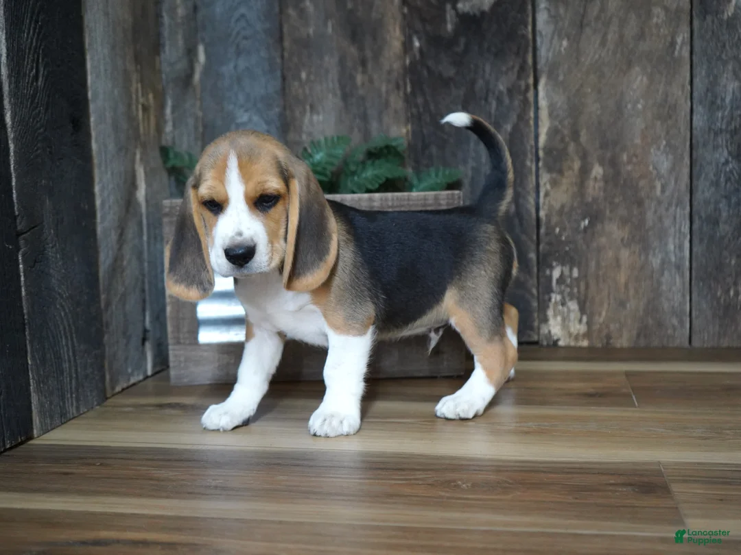 Beagle dogs for sale: Brett - Ad 1
