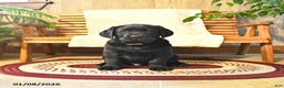 Labrador Retriever dogs for sale: Samson - Ad 2