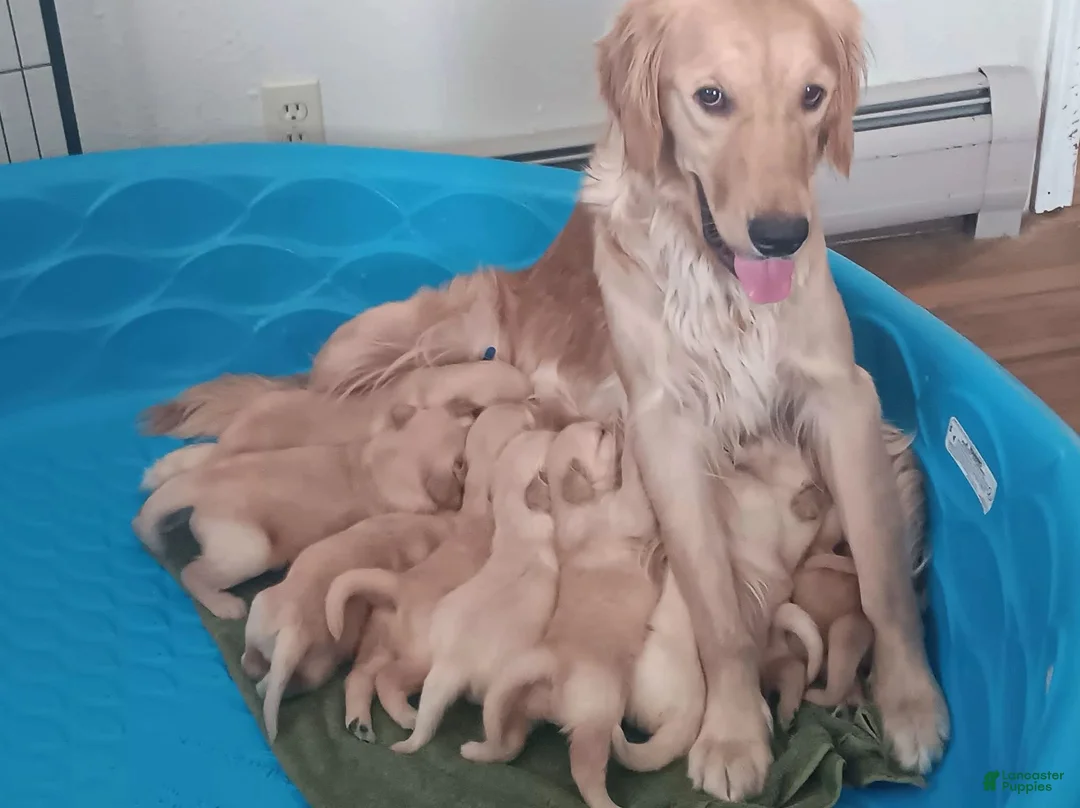 Golden Retriever dogs for sale: Bomber - Ad 2