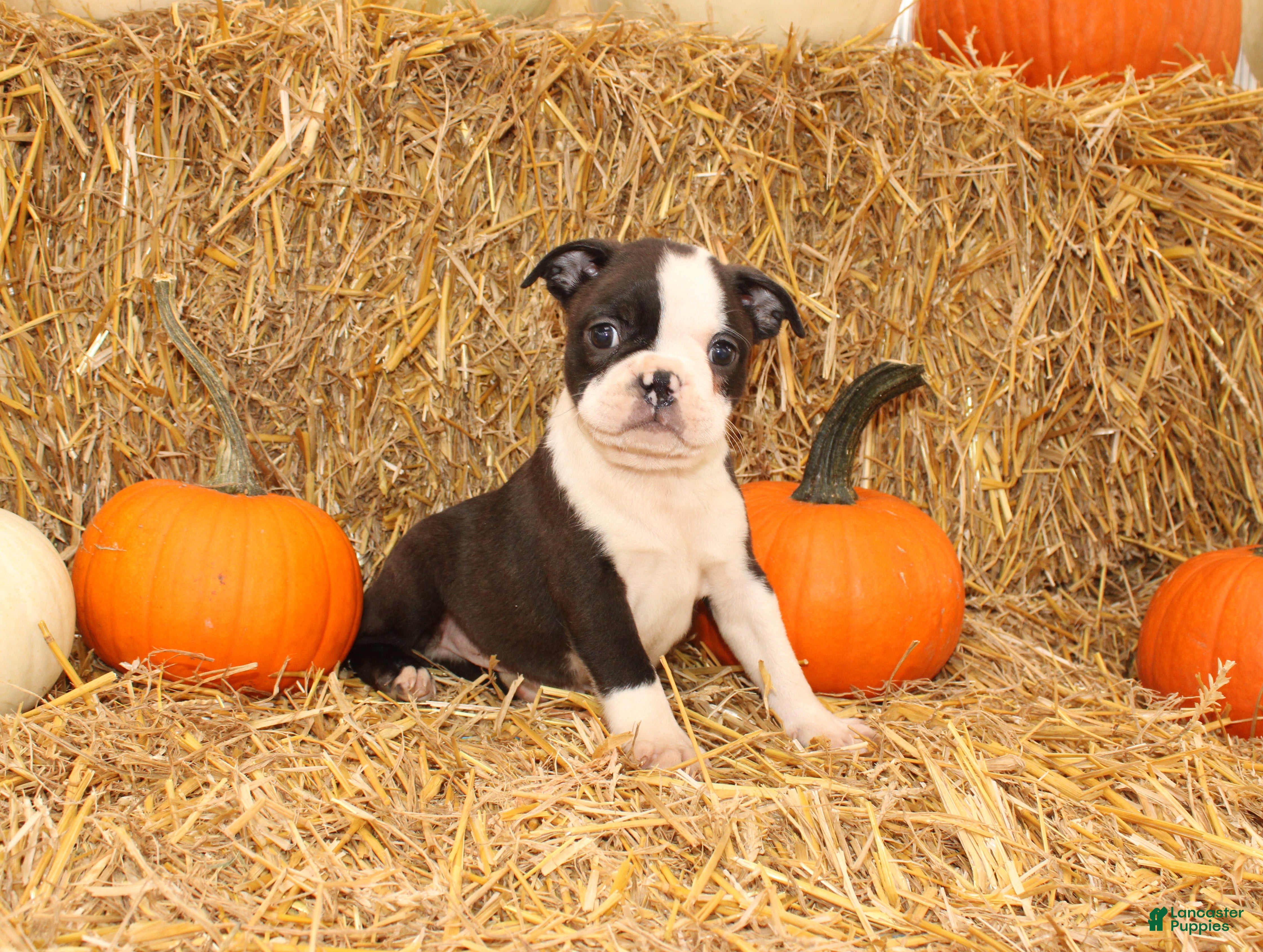 Jeremy, Boston Terrier