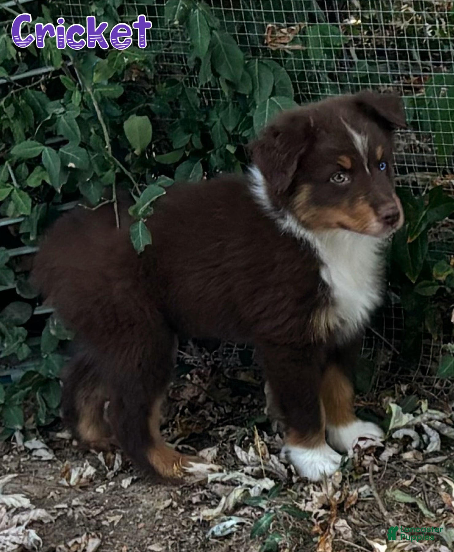 Australian Shepherd dogs Cricket - Ad 17