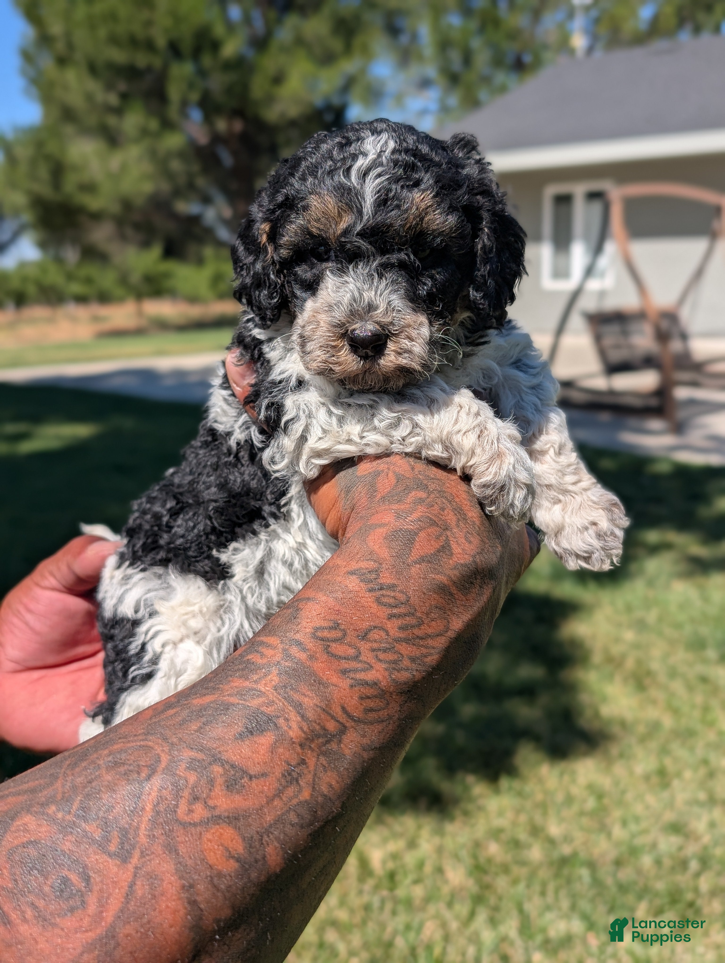 Mixed Breed dogs SAGE - Ad 1