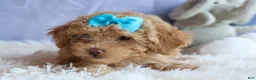 Miniature Poodle dogs for sale: ARCHIE - Ad 4