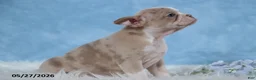 Frenchton dogs for sale: Sally - Ad 4
