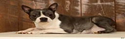 Boston Terrier dogs for sale: Rover - Ad 10
