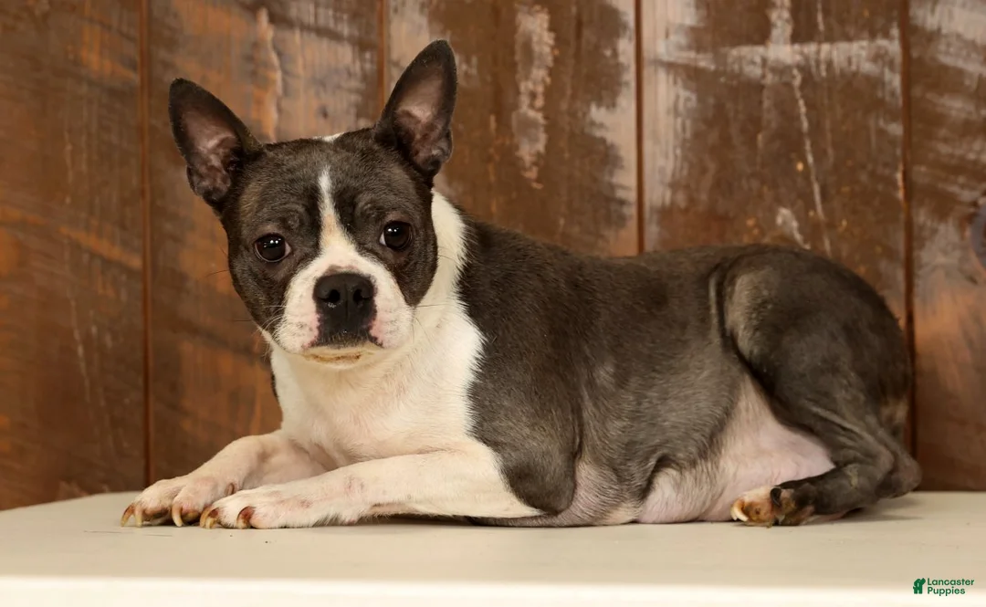 Boston Terrier dogs for sale: Rover - Ad 10
