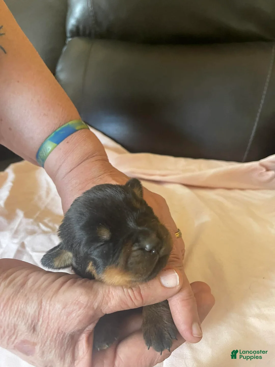 Rottweiler dogs for sale: Rottweiler Puppy 6 Corah - Ad 1