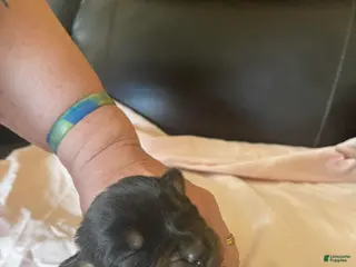 Rottweiler dogs for sale: Rottweiler Puppy 6 Corah - Ad 4