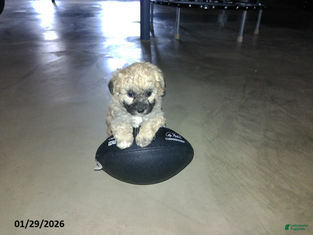 Yorkiepoo dogs for sale: Cara  - Ad 13