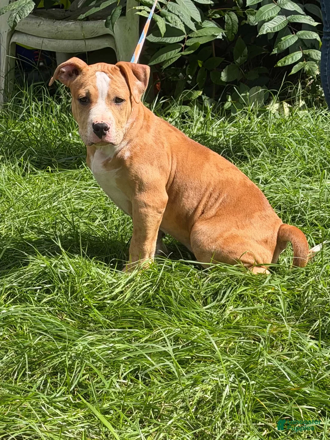American Bully dogs for sale: Rocko - Ad 2