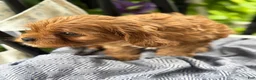 Cavapoo dogs for sale: Jacey - Ad 15