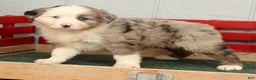 Australian Shepherd dogs for sale: Evie - Ad 2