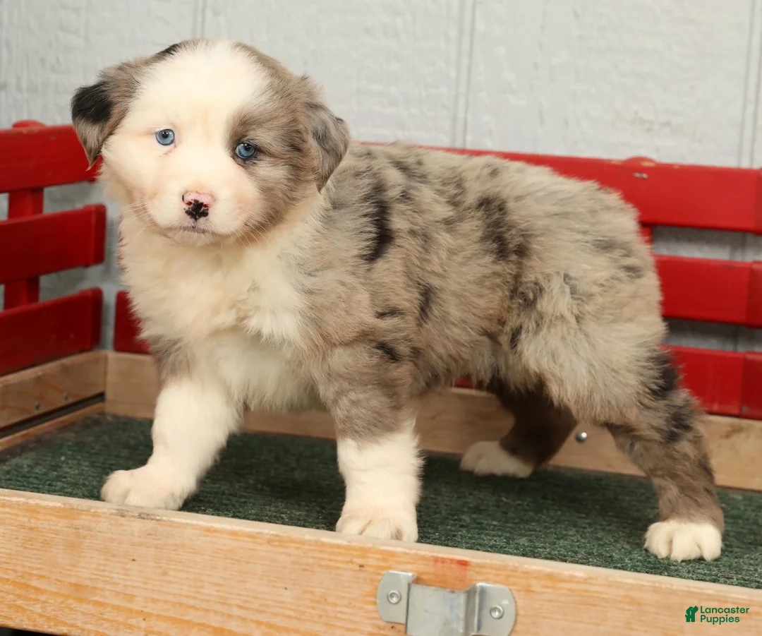 Australian Shepherd dogs for sale: Evie - Ad 2
