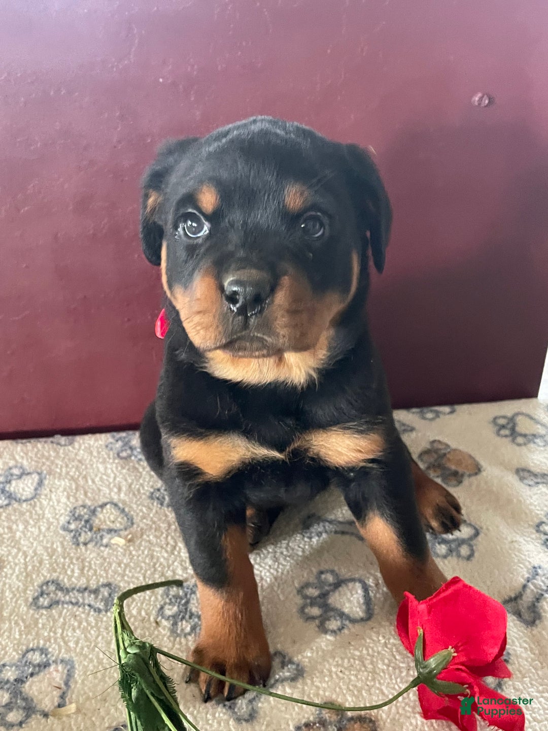 Rottweiler dogs for sale: Layla - Ad 3