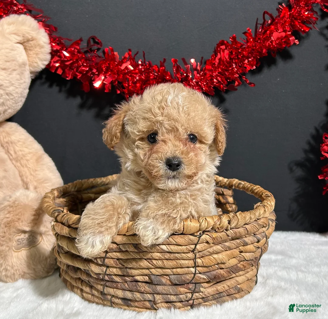 Toy Poodle dogs for sale: Molly - Ad 2