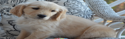 Golden Retriever dogs for sale: Grant - Ad 5