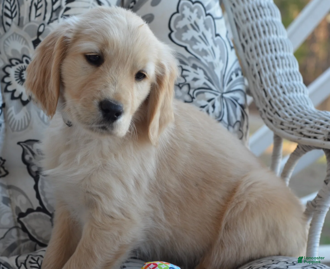 Golden Retriever dogs for sale: Grant - Ad 5