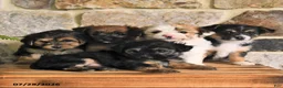 Mixed Breed dogs for sale: Gabby - Ad 5