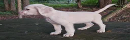 English Setter dogs for sale: Oliver - Ad 3
