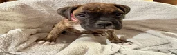Boxer dogs for sale: Pink - Ad 3