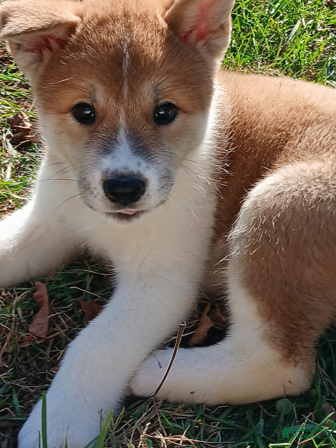 Akita dogs for sale: Astra - Ad 12