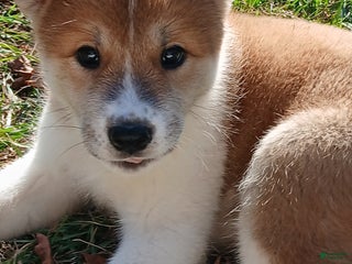 Akita dogs Aries - Ad 26