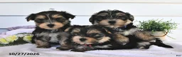 Morkie dogs for sale: Mor  - Ad 5