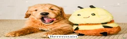 Goldendoodle dogs for sale: Berenstain - Ad 15