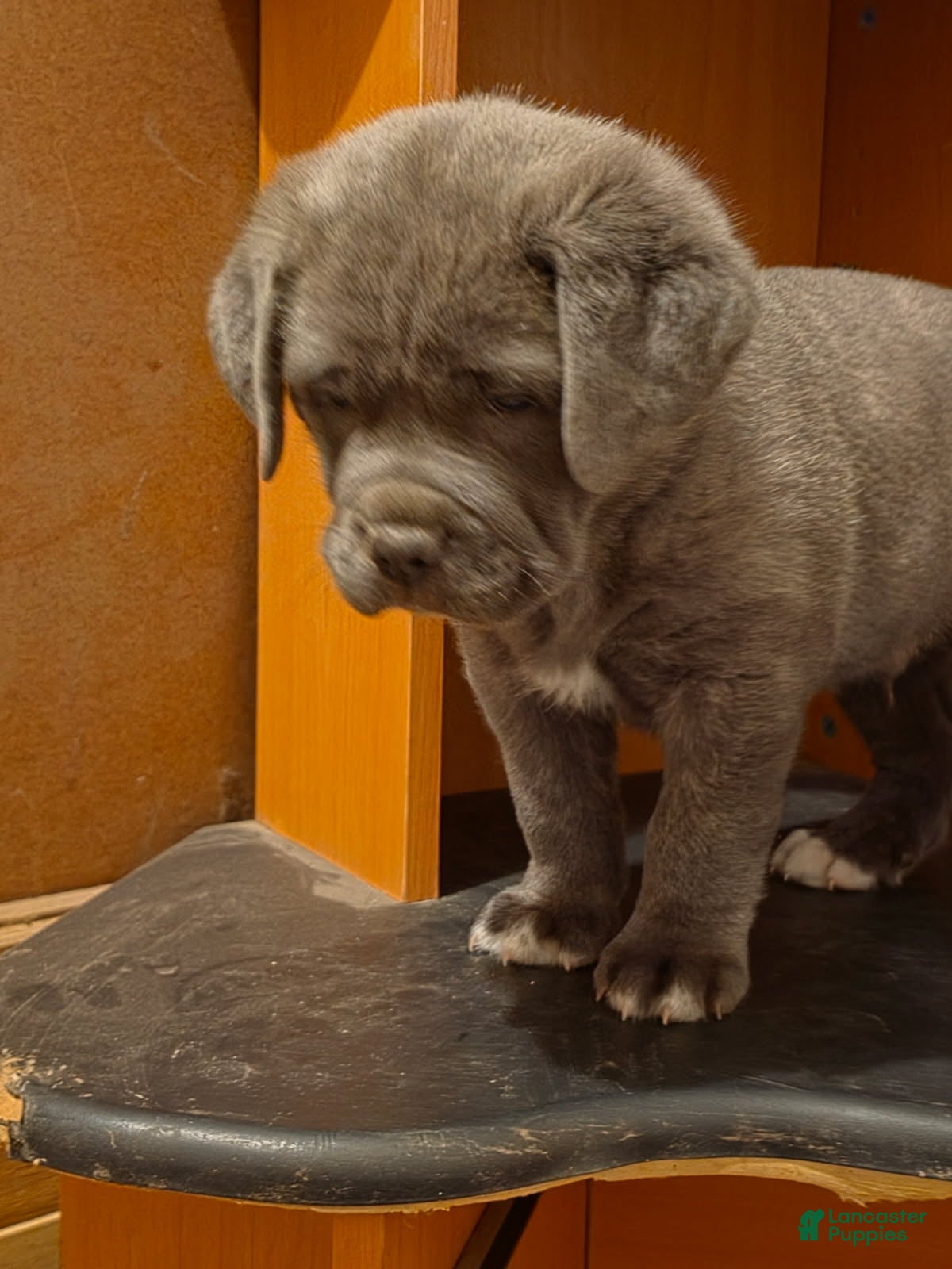 Cane Corso dogs Beauty  - Ad 2