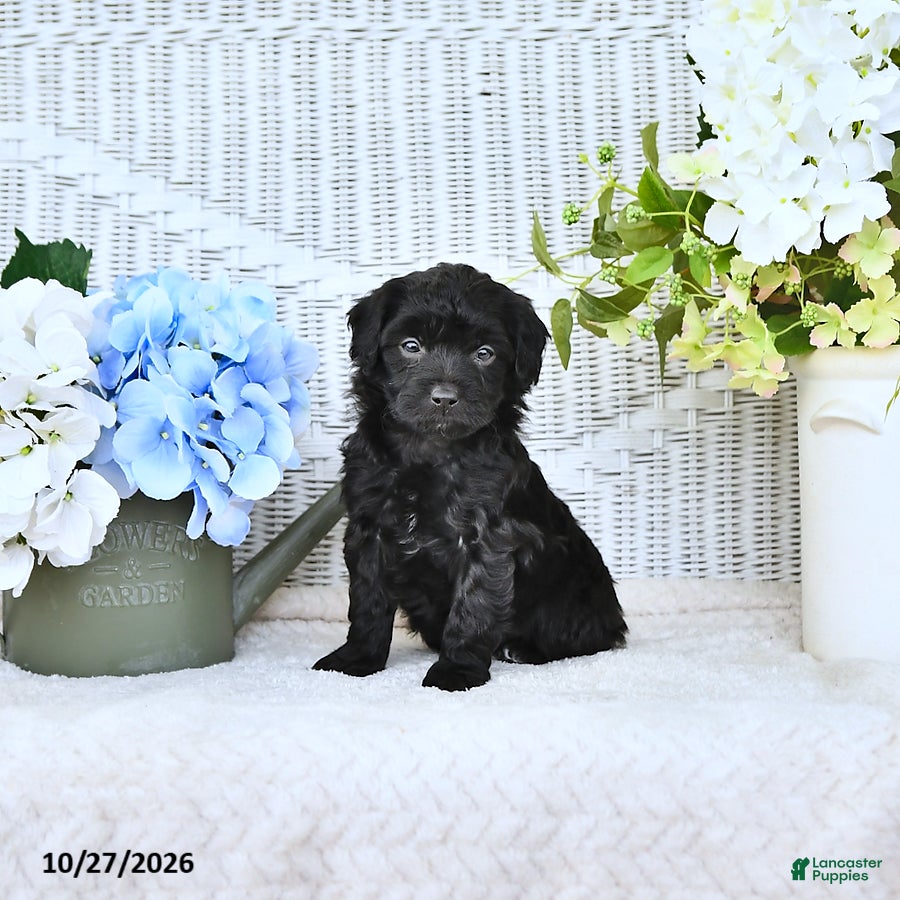 Mini Aussiedoodle dogs for sale: Sally - Ad 1