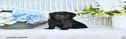 Mini Aussiedoodle dogs for sale: Sally - Ad 1