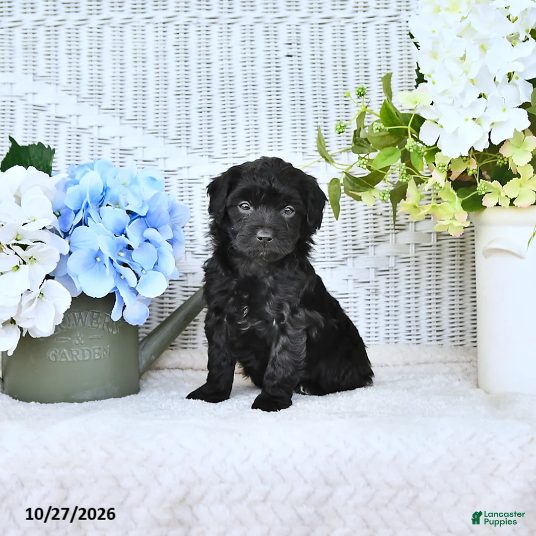 Mini Aussiedoodle dogs for sale: Sally - Ad 1