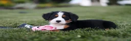 Bernese Mountain Dog dogs for sale: Juliette - Ad 8