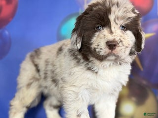 Mixed Breed dogs Sterling OFA DNA - Ad 25