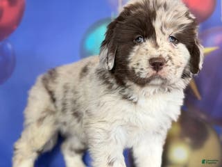 Mixed Breed dogs Sterling OFA DNA - Ad 31