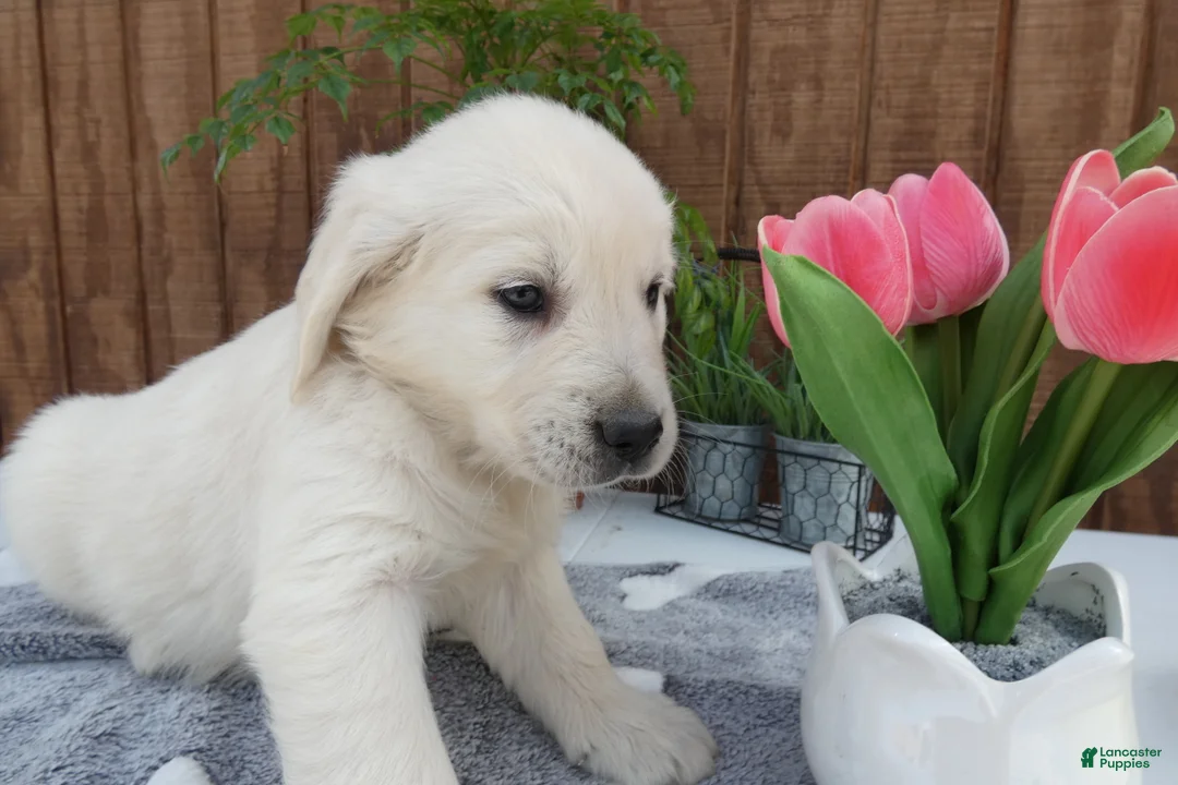 Golden Retriever dogs for sale: Golden Retriever 4 Hunter - Ad 1