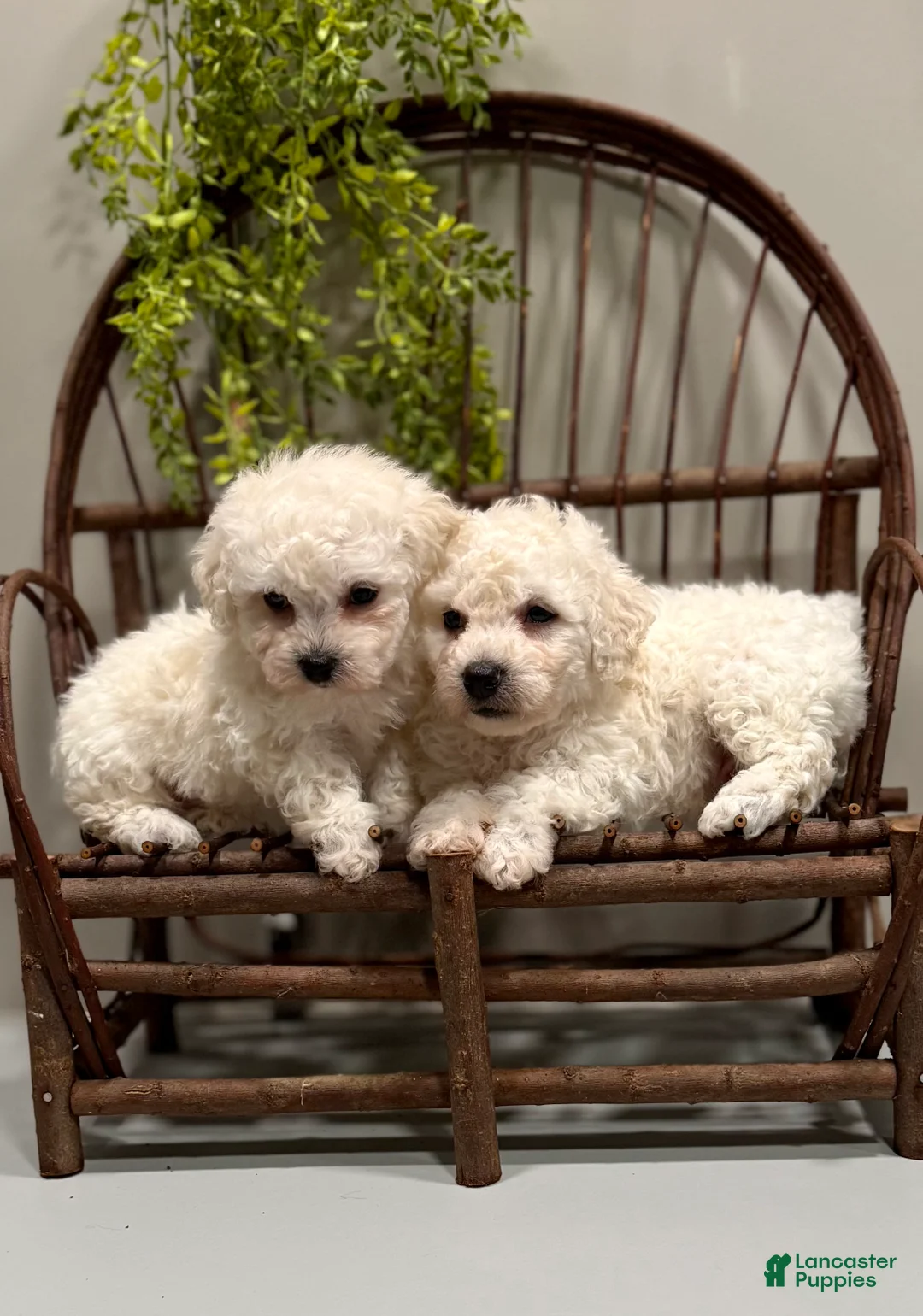 Bichon Frise dogs for sale: ACA Mickey - Ad 8